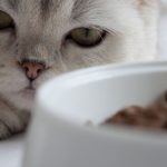Cat refusing to eat a pet food