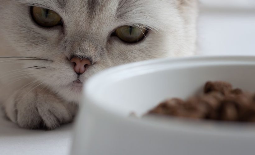 Cat refusing to eat a pet food