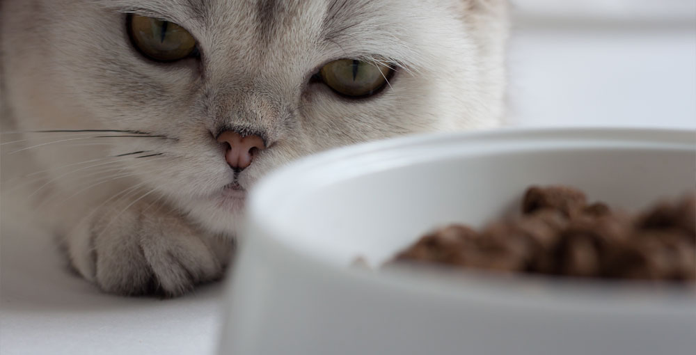 Cat refusing to eat a pet food