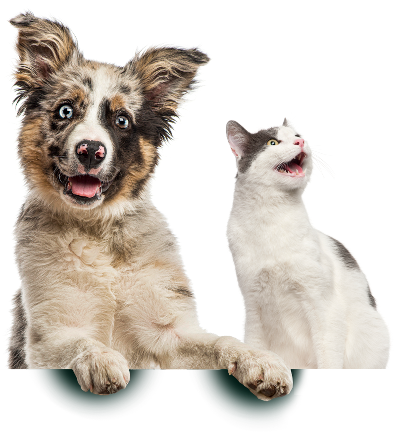 Playful dog and cat posing