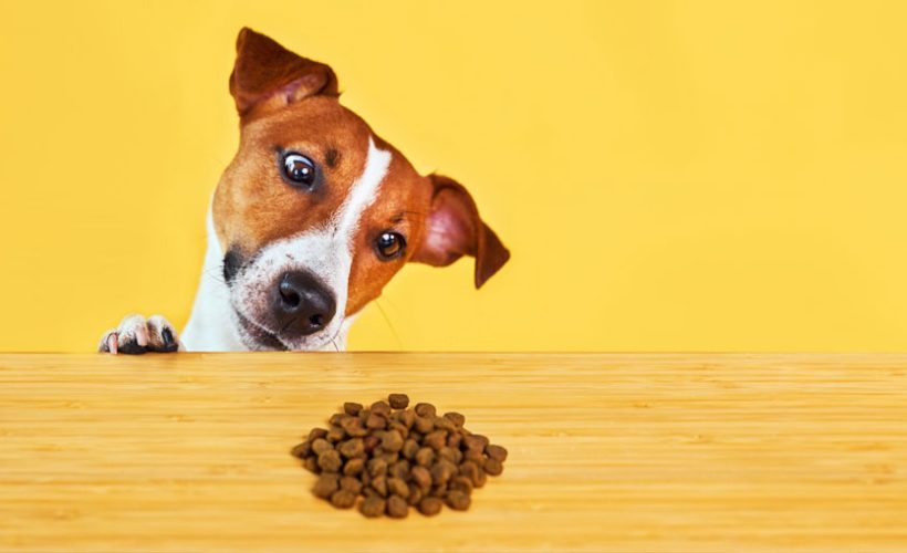Dog thinking about pet food