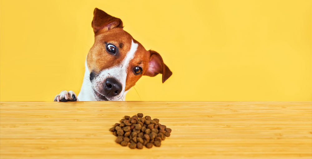 Dog thinking about pet food