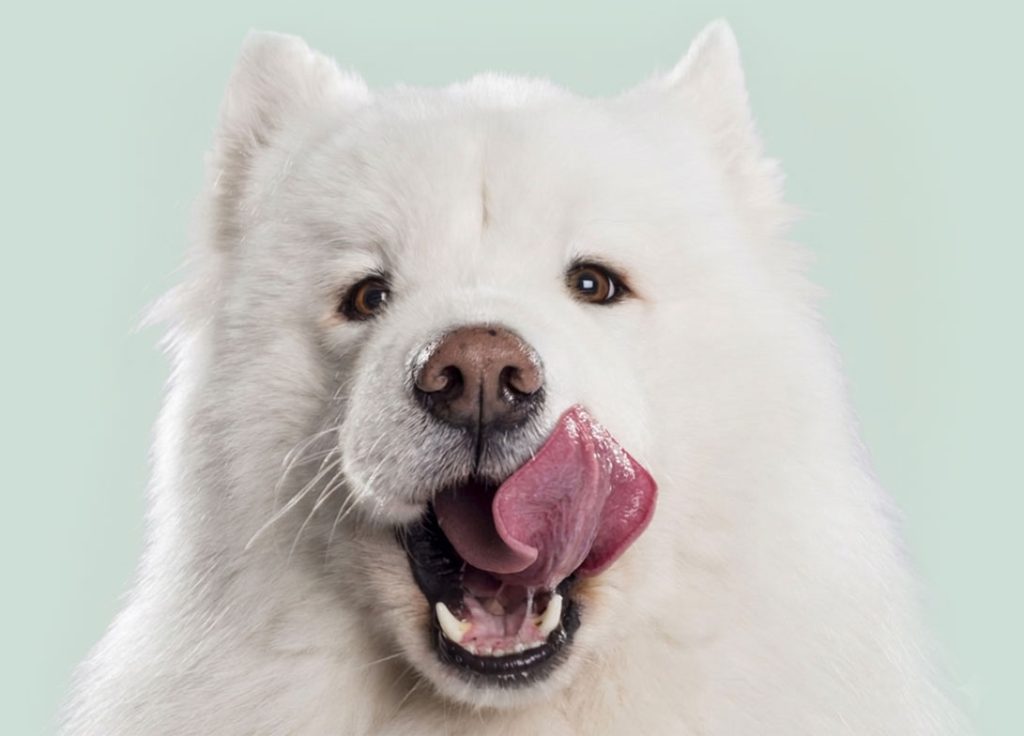 for-adult-dog-banner