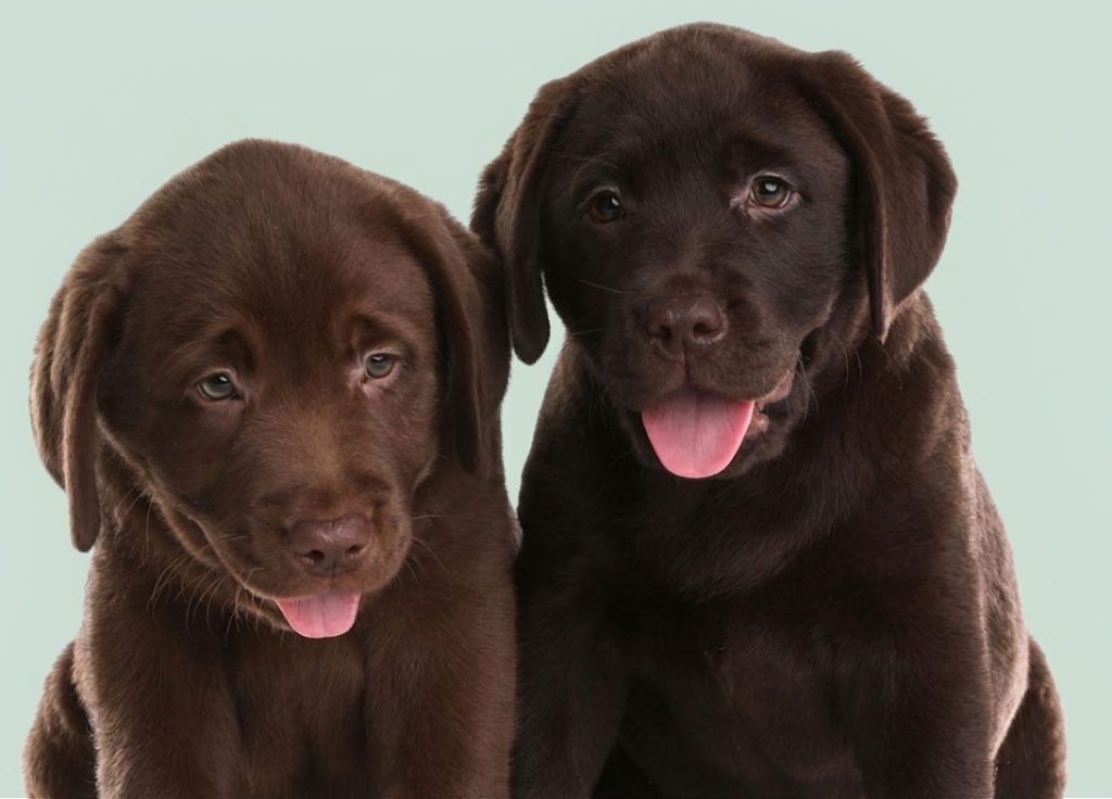 for-puppy-banner
