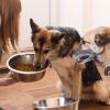 Pet owner switching to hypoallergenic pet food for their dogs
