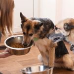 Pet owner switching to hypoallergenic pet food for their dogs
