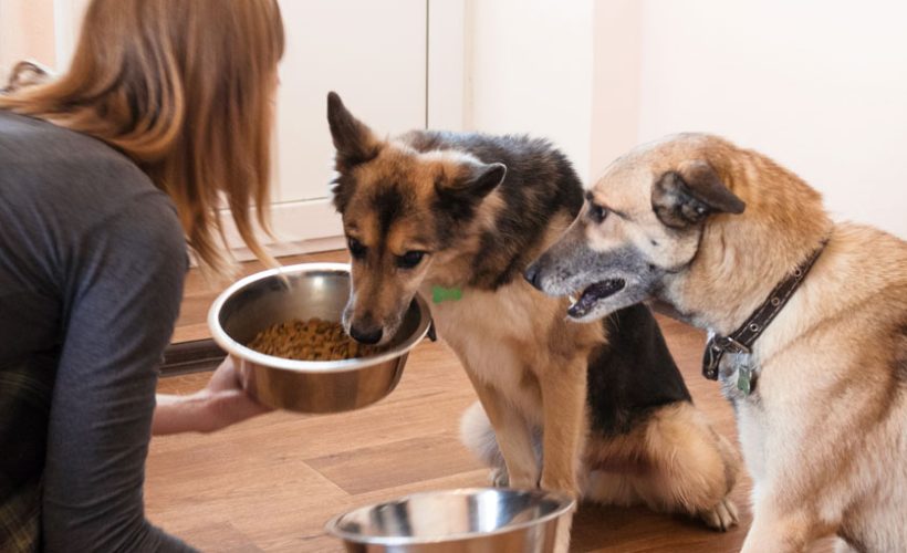 Pet owner switching to hypoallergenic pet food for their dogs