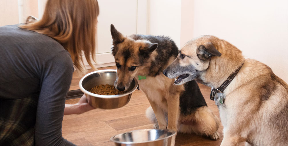 Pet owner switching to hypoallergenic pet food for their dogs