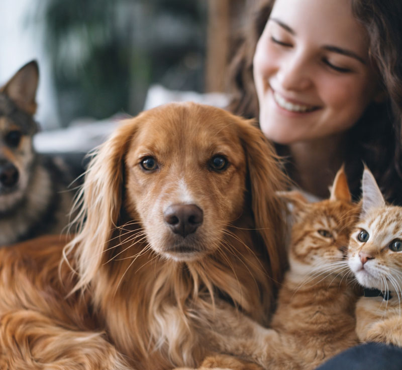 Dogs and cats with their owner